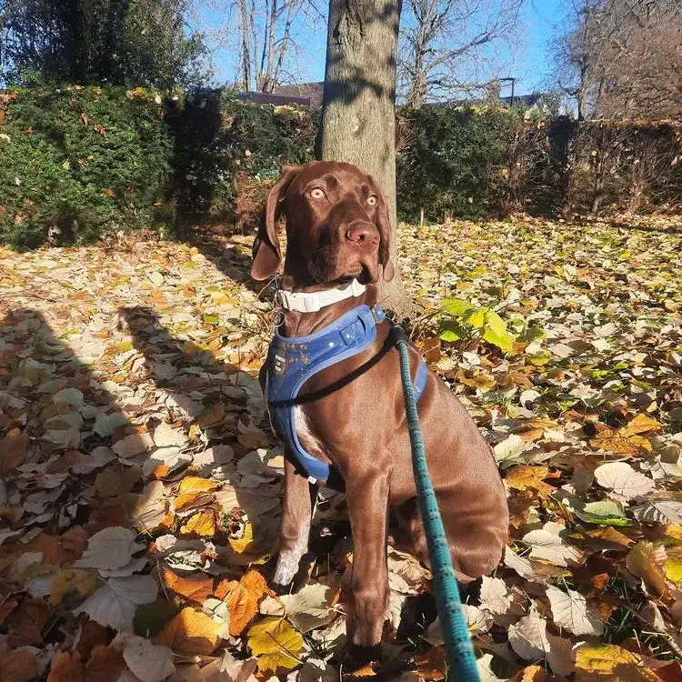 Pointer
