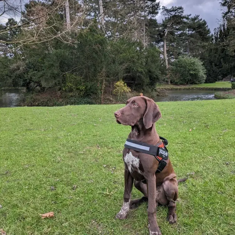 Pointer