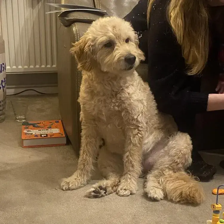 Goldendoodle