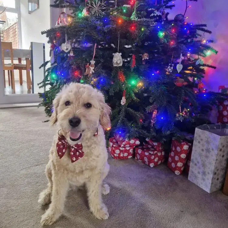 Goldendoodle