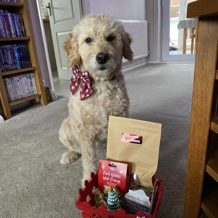 Goldendoodle