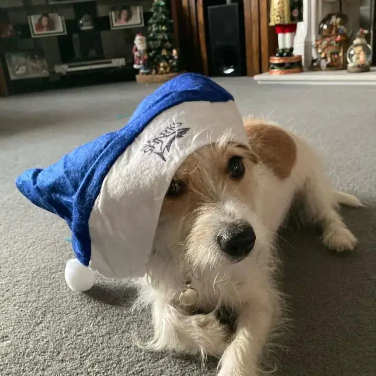 Jack Russell Terrier