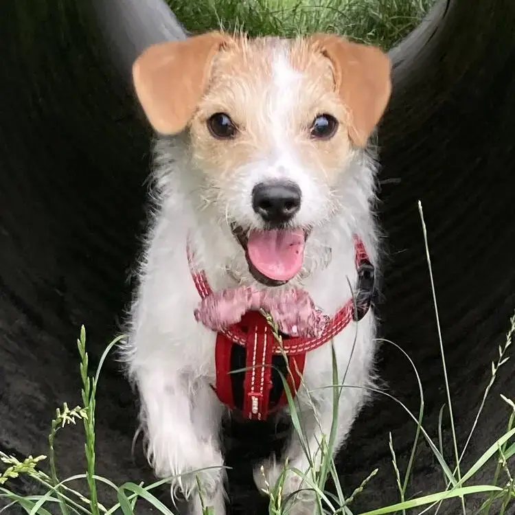 Jack Russell Terrier