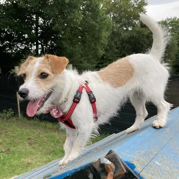 Jack Russell Terrier