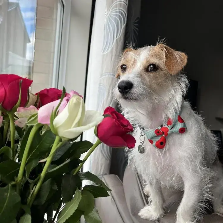 Jack Russell Terrier