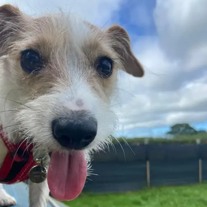 Jack Russell Terrier