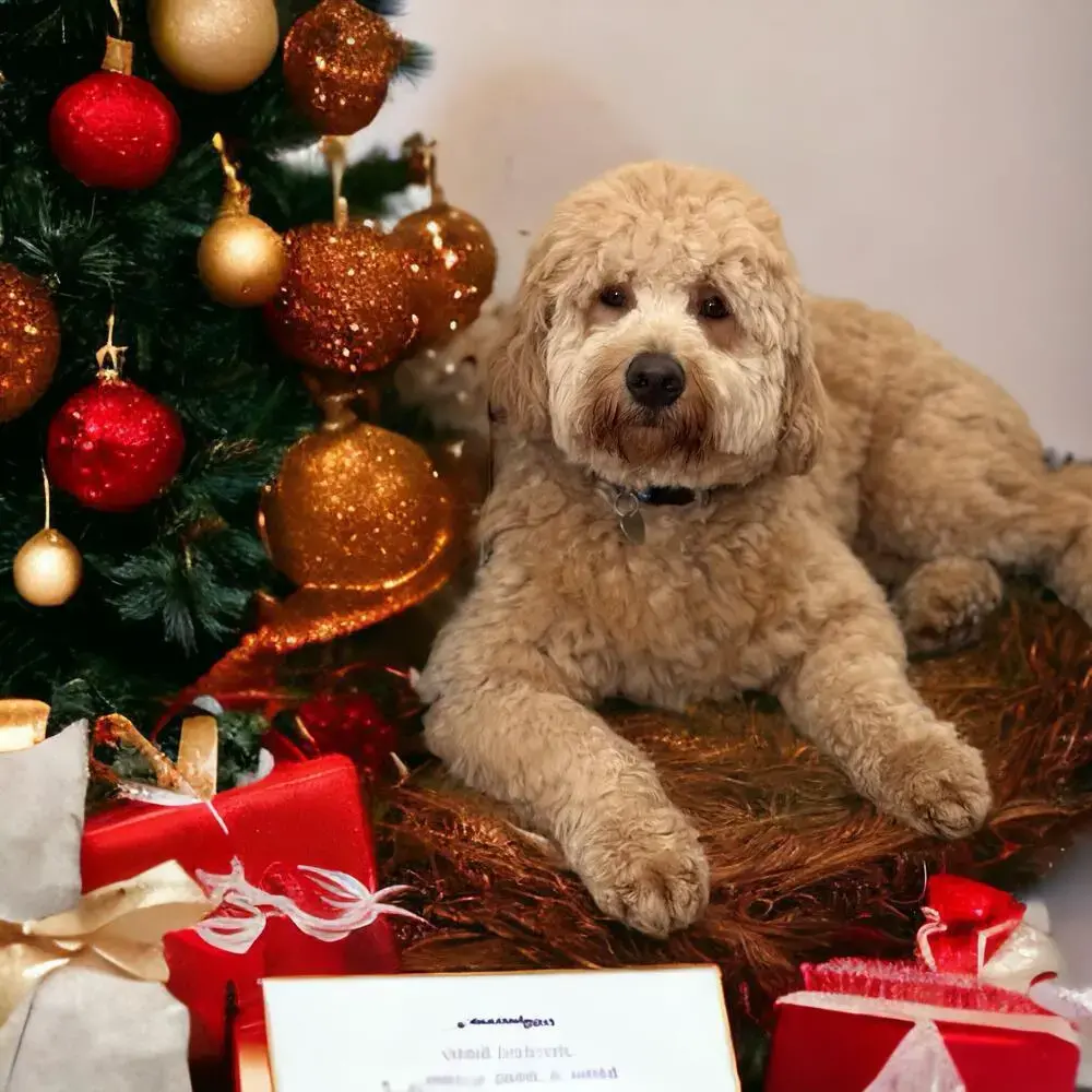 Goldendoodle