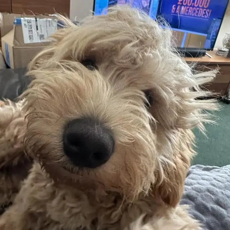Goldendoodle