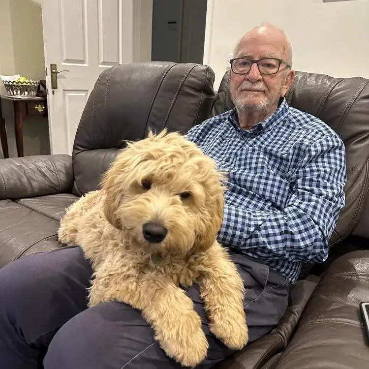 Goldendoodle