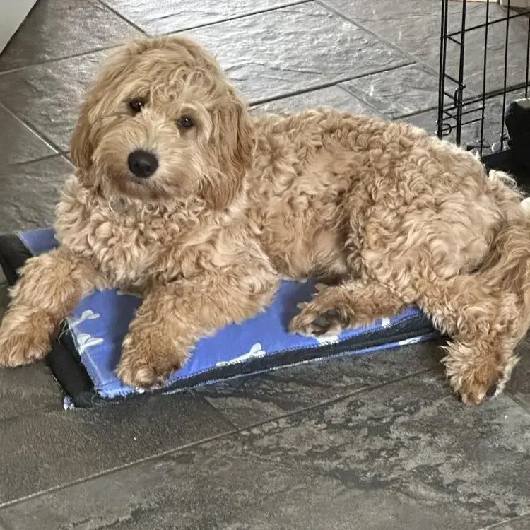 Goldendoodle