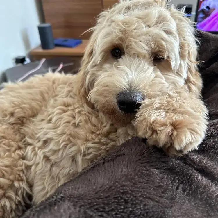 Goldendoodle