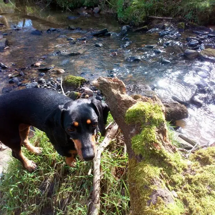 Dachshund (Smooth-Haired)