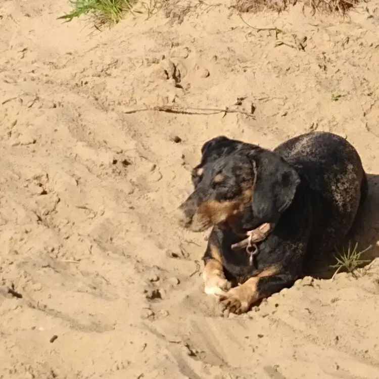 Dachshund (Smooth-Haired)