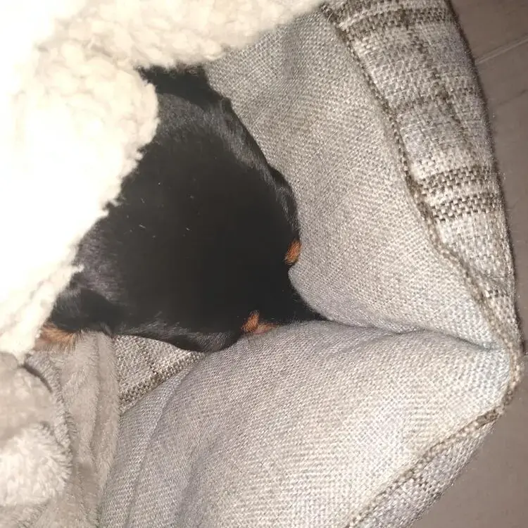 Dachshund (Smooth-Haired)