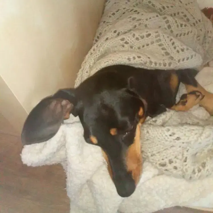 Dachshund (Smooth-Haired)