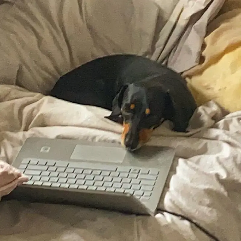 Dachshund (Smooth-Haired)