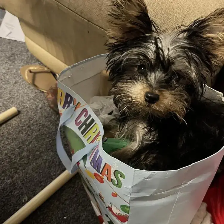 Yorkshire Terrier