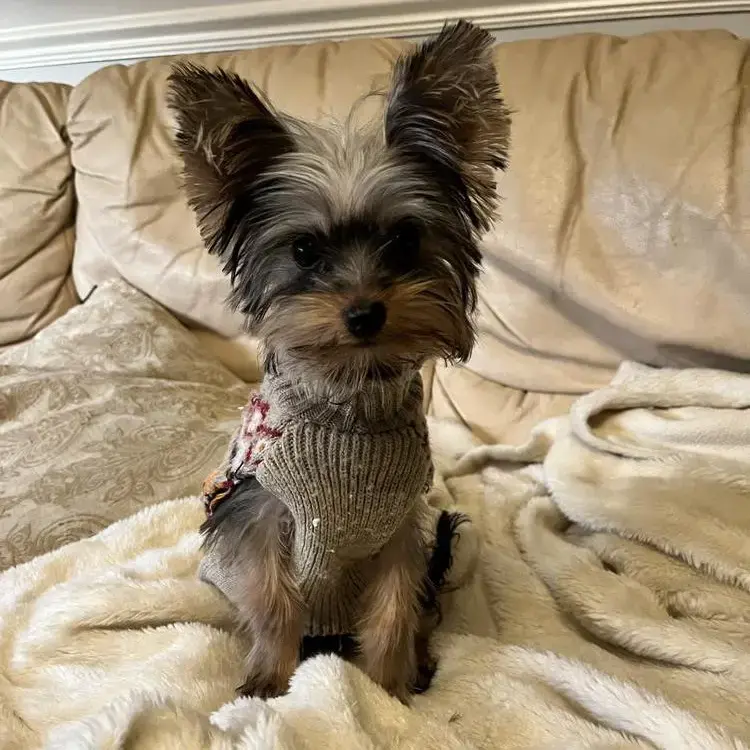 Yorkshire Terrier