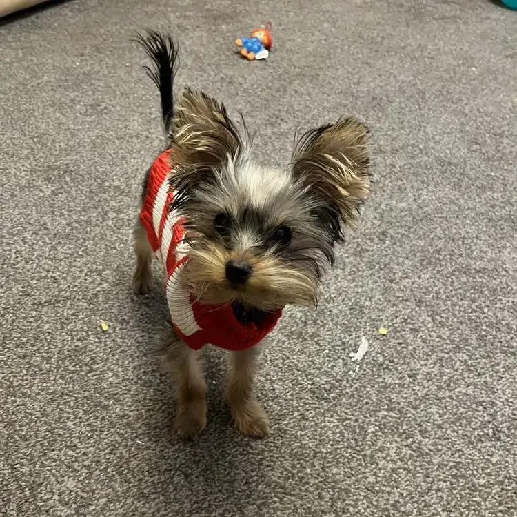 Yorkshire Terrier