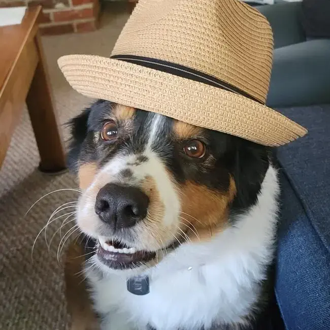 Australian Shepherd Dog