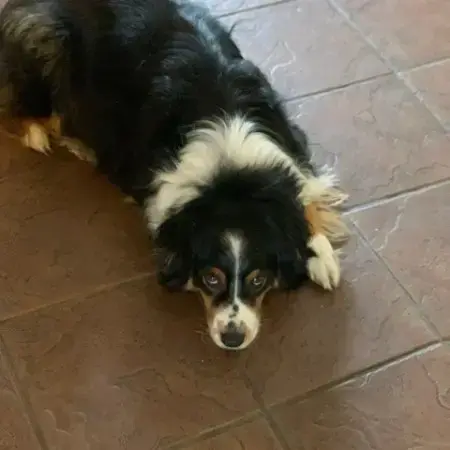 Australian Shepherd Dog