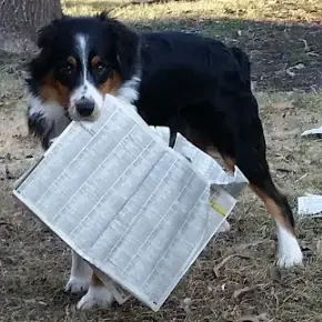 Australian Shepherd Dog
