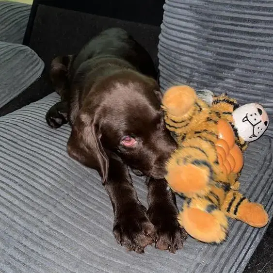 Labrador Retriever