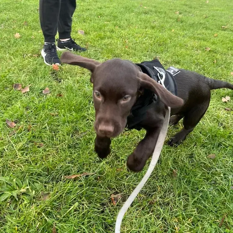 Labrador Retriever