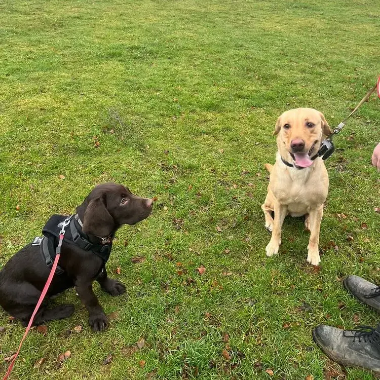 Labrador Retriever