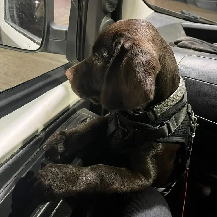 Labrador Retriever