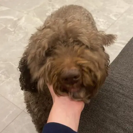 Spanish Water Dog