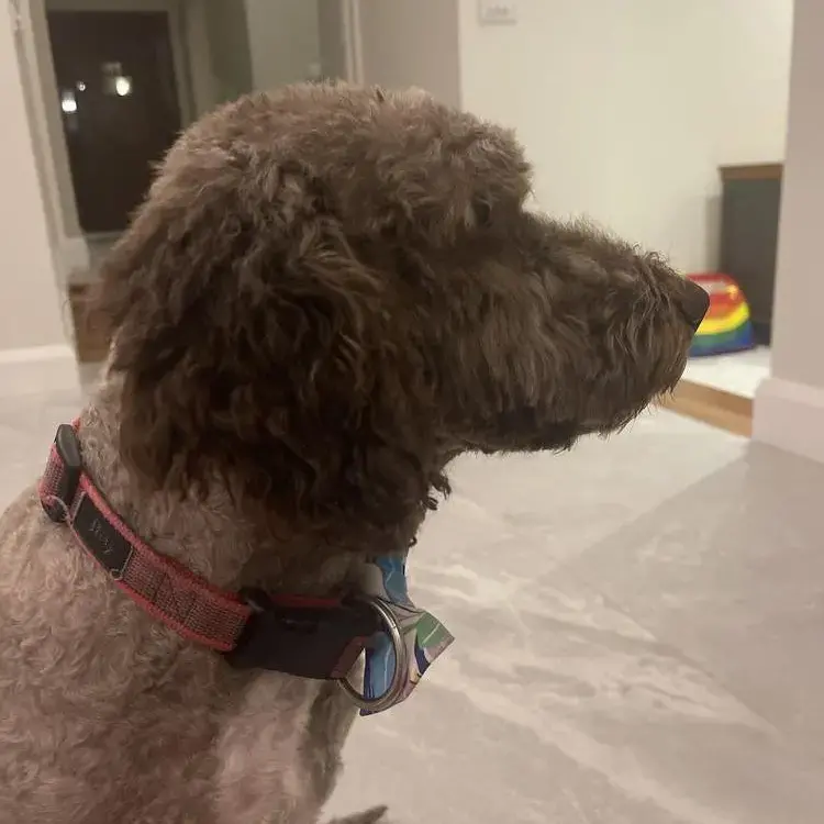 Spanish Water Dog