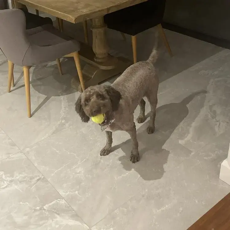 Spanish Water Dog