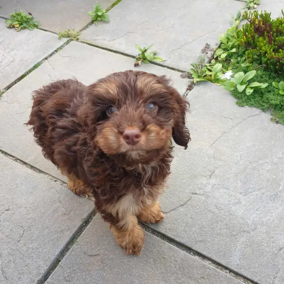Cockapoo