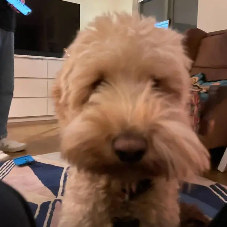 Poodle (Standard)