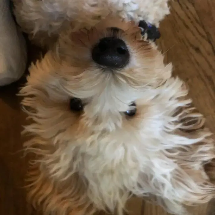 Poodle (Standard)