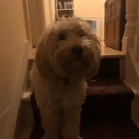 Poodle (Standard)