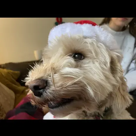 Poodle (Standard)