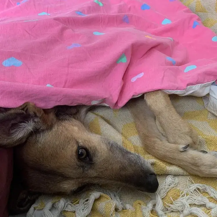 Greyhound