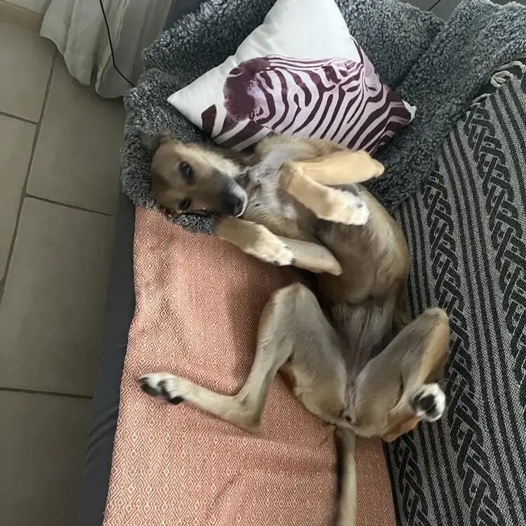 Greyhound