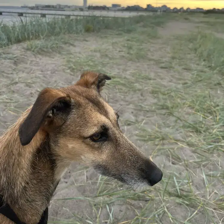 Greyhound