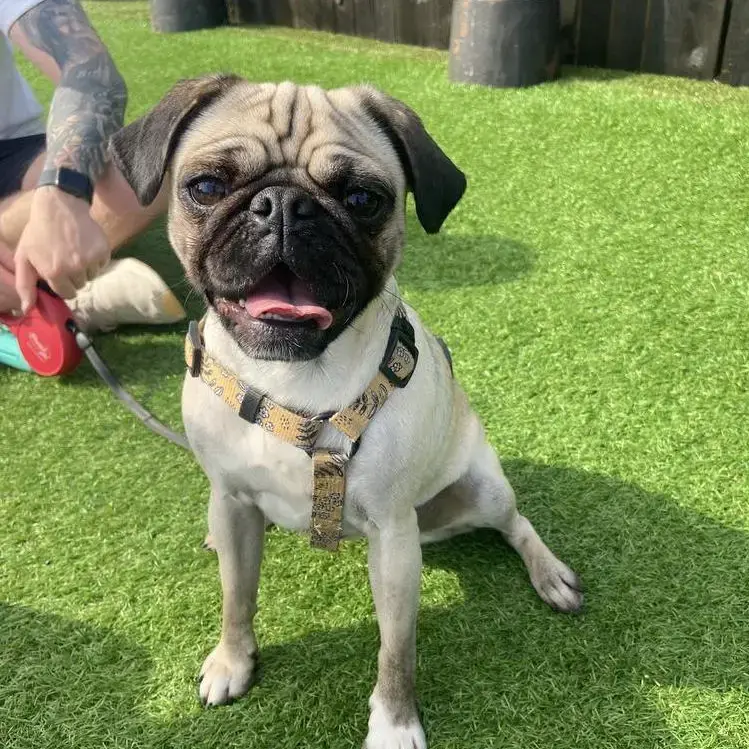 Pug