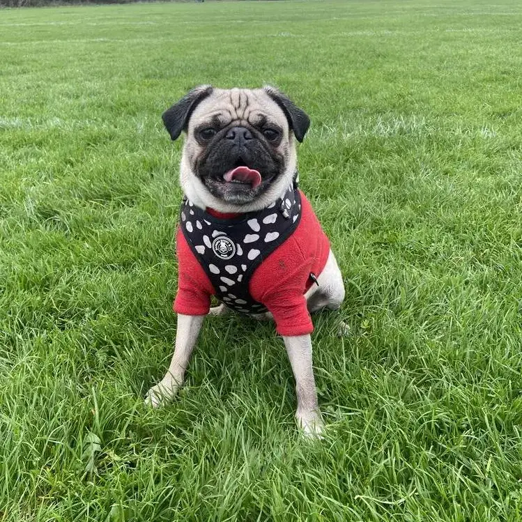 Pug