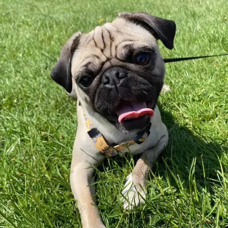 Pug