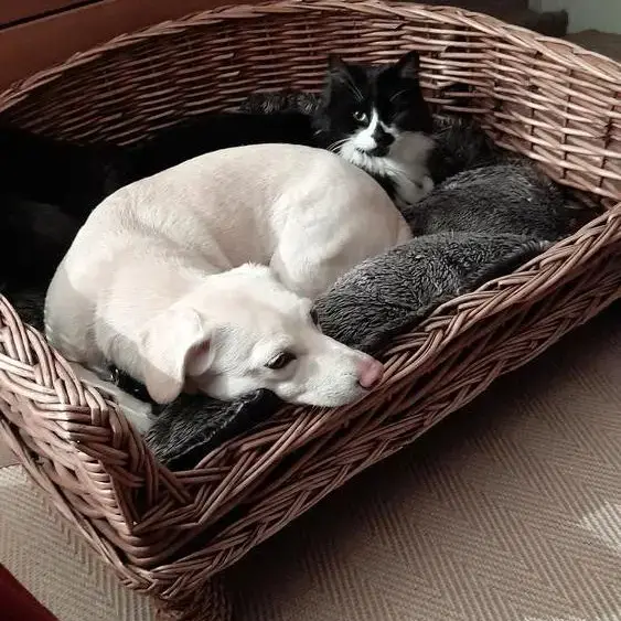 Jack Russell Terrier