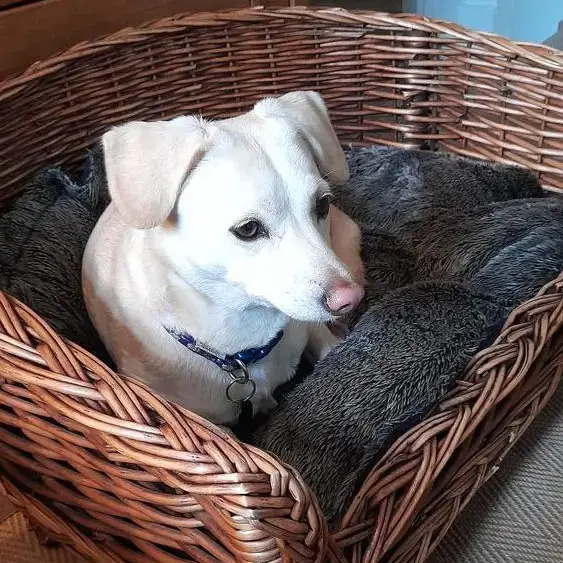 Jack Russell Terrier