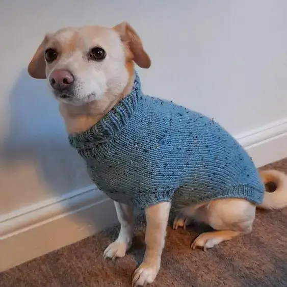 Jack Russell Terrier