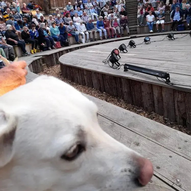 Jack Russell Terrier