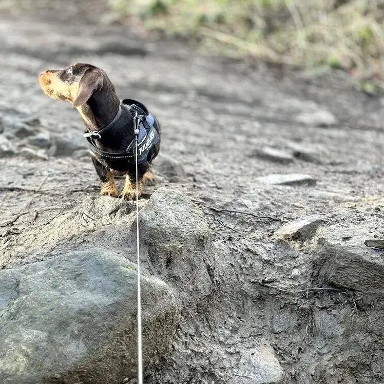 Dachshund (Miniature Wire-Haired)