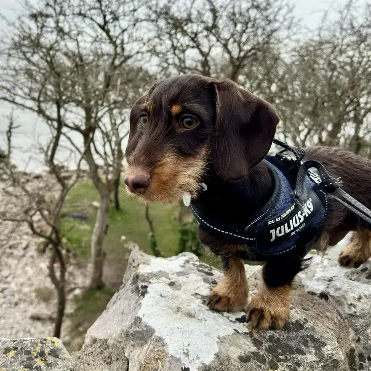 Noodle Dachshund Miniature Wire Haired Purina UK
